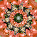 Monarch Butterfly Flower Mandala